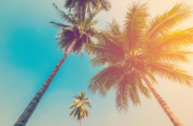 Кокосовите орехи: по-смъртоносни от акулите?