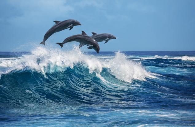 Делфините не пият вода