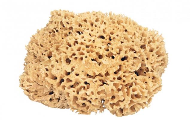 Къде са бактериите в дома?