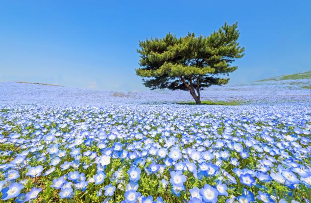 Почувствайте синята магия на японския крайморски парк "Хитачи"