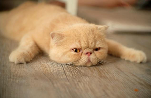 Мързелът е мит: 7 причини