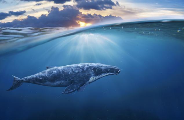 Късметлии-рибари намират повръщано от кит, което струва 3 милиона долара