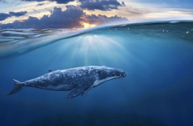 Видео: Най-големите уловени риби