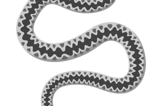 Хората са развили еволюционно способността да разпознават змиите много по-добре от други животни 