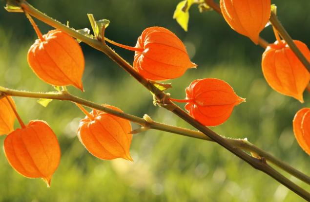 Хан Суйин за нежността
