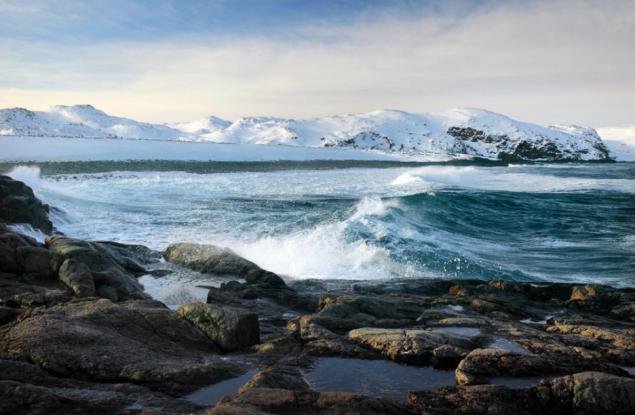 Вълчите паяци от арктическата тундра