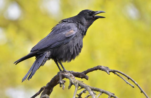Гарваните показват признаци на абстрактна мисловна дейност