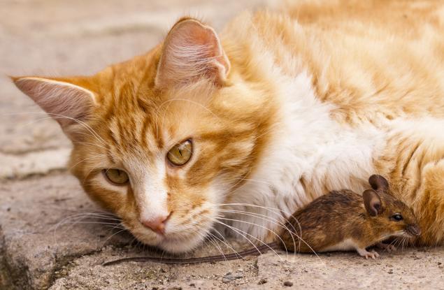 Паразит кара мишките да не се страхуват от котки