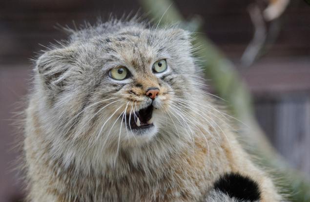 Манул – най-експресивните котки на света