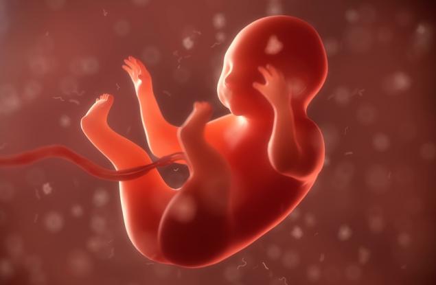 Това видео разкрива как се формира човешкото лице в утробата