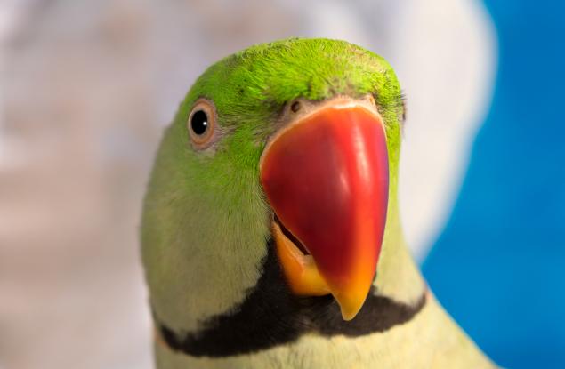 Видео: Ямайски папагал си свива и пуши цигара с марихуана