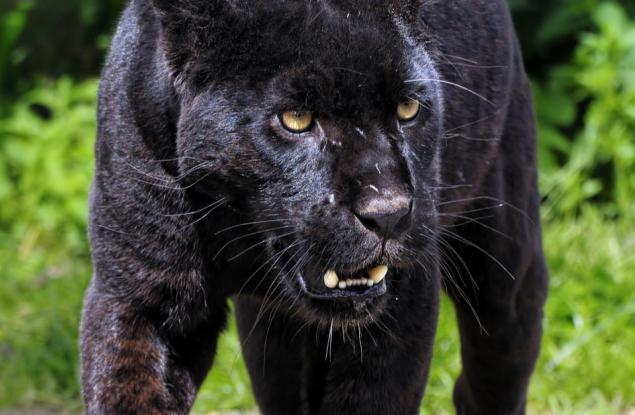 Няма да приспят ягуара, който нападна жена в зоопарк след опит за селфи