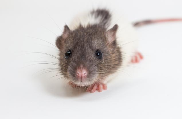 Първата междувидова телепатична връзка е вече факт