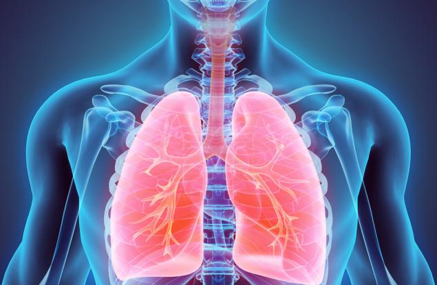 Неочаквана новооткрита функция на белите дробове – те произвеждат кръв 