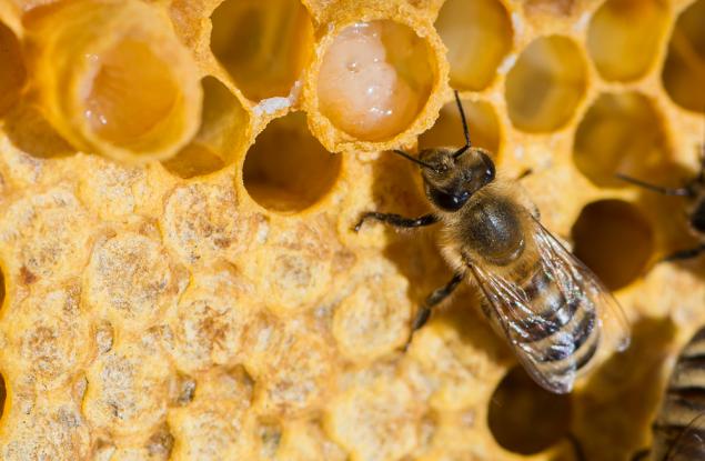 Маточното млечице на пчелите ускорява лекуването на рани