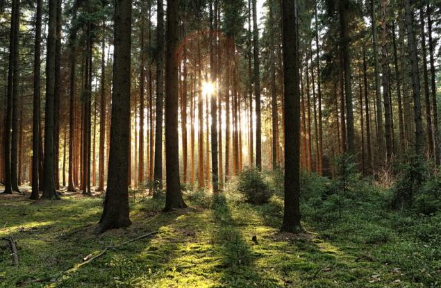 Първите фиданки от новата гора край Марица вече са положени в земята