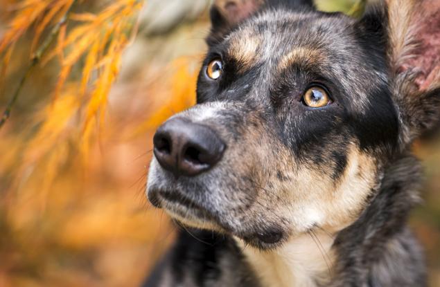 20 особено красиви фотографии на кучета