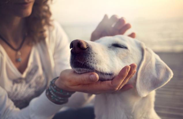 11 интересни факта за кучето, които най-вероятно ще ви изненадат