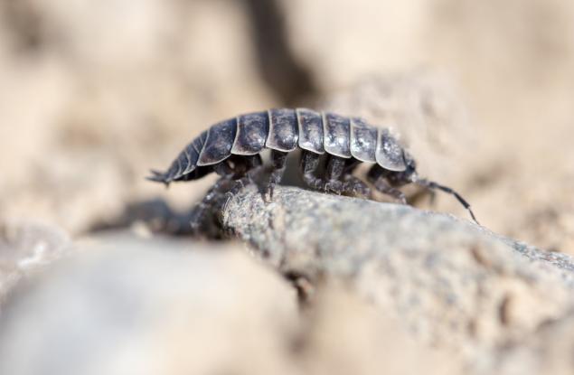 Най-странният начин за чифтосване