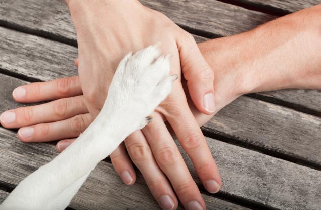 Науката откри нещо много симпатично за вашето куче (което най-вероятно вече знаете)