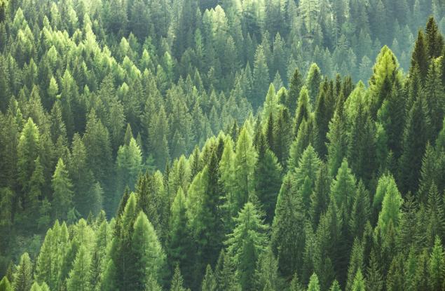 WWF със стъпка напред в опазването на горите