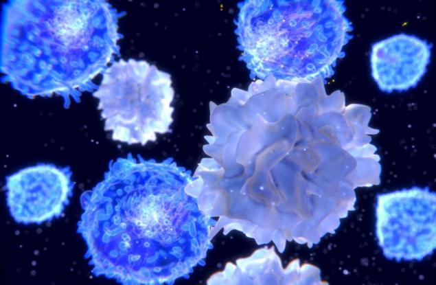 Учените разбраха как имунните ни клетки помнят болестите толкова дълго време