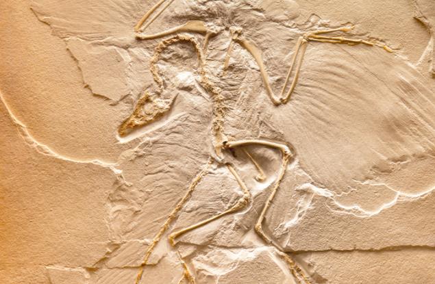 Учени откриха пера от динозавър в кехлибар