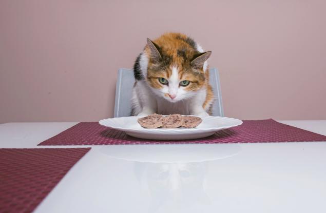 Видео: Котки звънят със звънци, за да получат храна