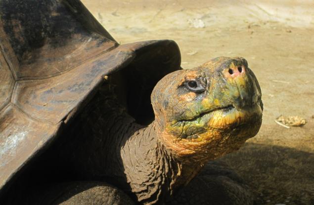 Самотният Джордж: Историята на една легенда