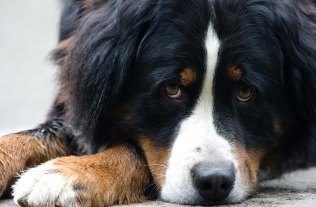 Защо понякога кучетата чакат с години край гробовете на собствениците си?