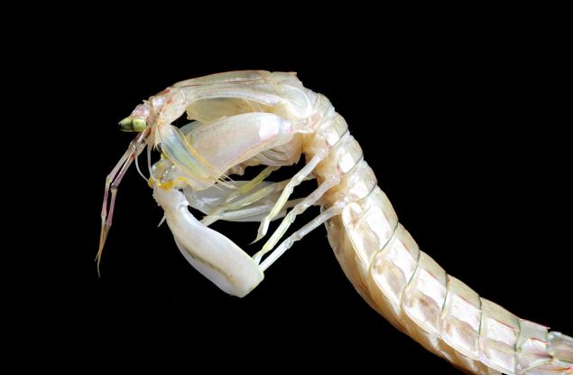 Шийла Патек засича времето за движение на най-бързите животни