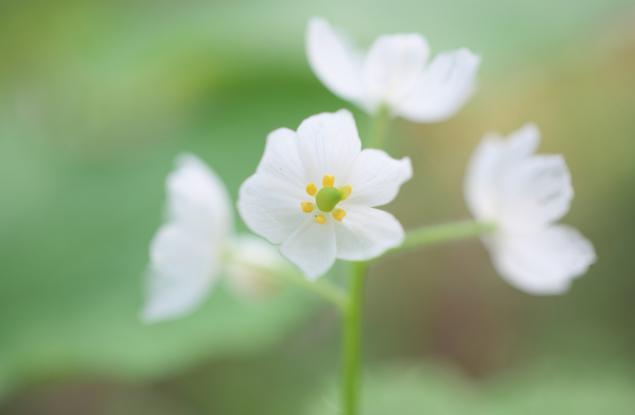 Когато дъждът докосне тези цветя, те сякаш изчезват