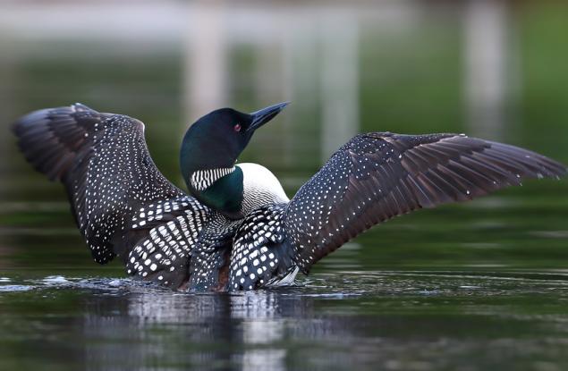 6 неочаквано опасни птици