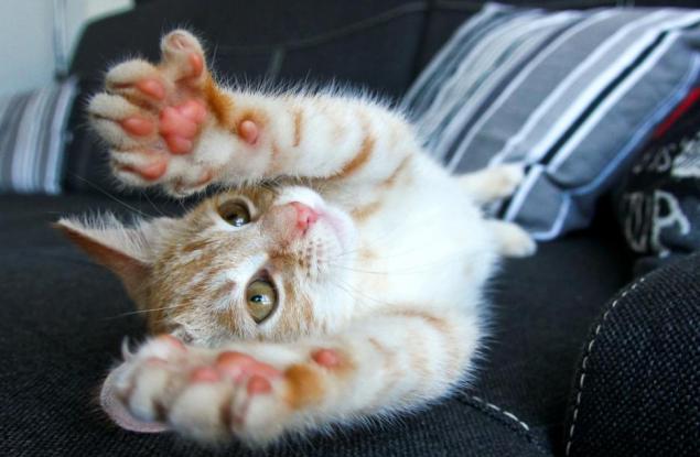 6 начина, по които домашните любимци са полезни за психичното ви здраве