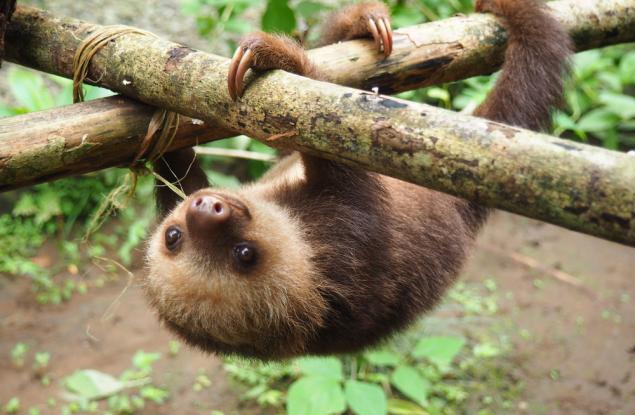 Любопитни факти за ленивците
