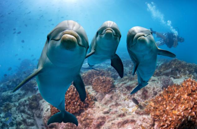 Откриха високи нива на химикали и живак в делфините в Ламанша