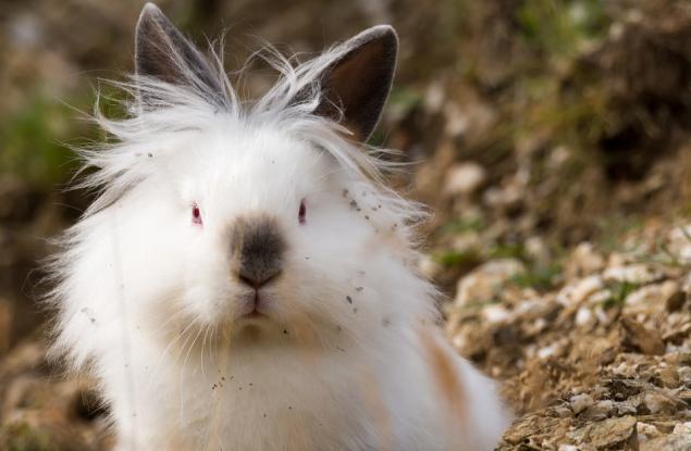 10 от най-странните животни на планетата