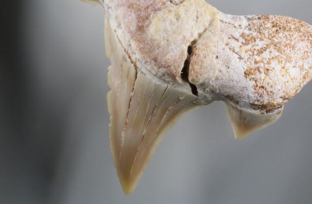 Откриха защо е измряла най-голямата акула в света