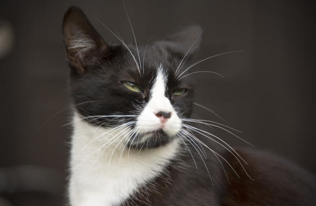 Виц: Чий котарак е по-по-най?