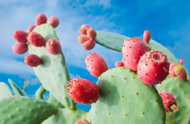 Кактус може да се окаже универсална пречиствателна станция за вода