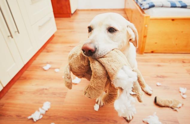 15 животни, на които нямате друг избор, освен да им простите