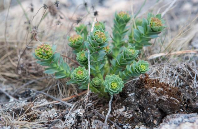 Златният корен е по-ефективен от антидепресантите?