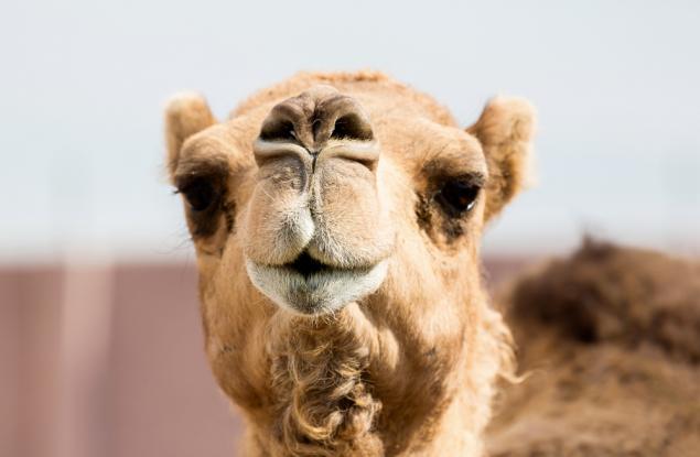 Видео: Компилация от животни, плюещи хора