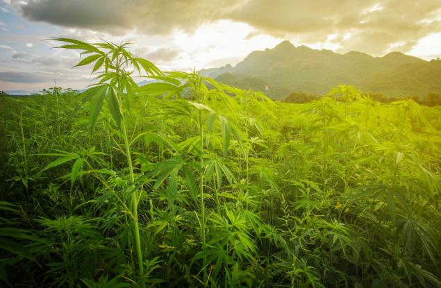 Марихуаната снижава личната мотивация