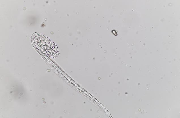  Нервна система преди 540 млн. години?