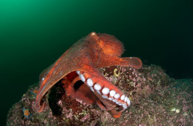 Еволюцията на октоподите и сепиите е по-странна, отколкото можем да си представим