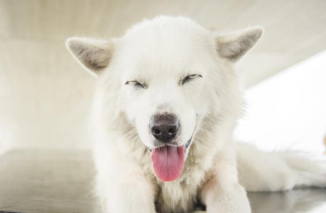 И кучетата побеляват от стрес