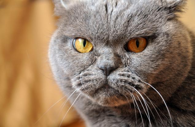 11 от най-гневните котки на света, на които им е писнало от вашите глупости
