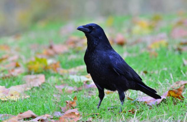 Гарваните отново изумяват с интелекта си 