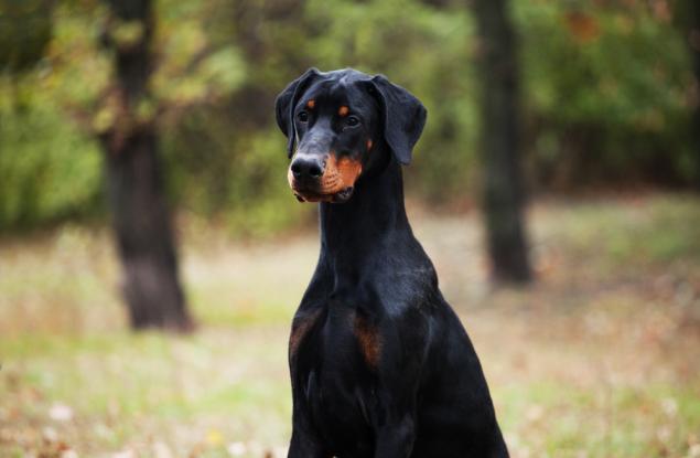 Видео: Котка-нинджа предизвиква доберман